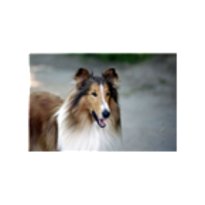 Lassie-logo