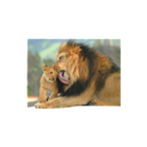 Programa de Naturaleza-logo