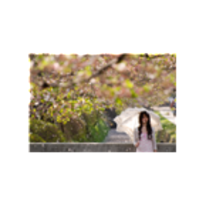 Sakura Petals Rain-logo