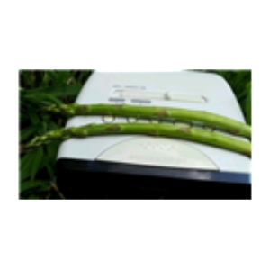 Asparagus Radio-logo